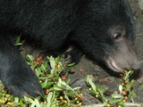 Asiatic Black Bear  asian Formosan Ursus thibetanus