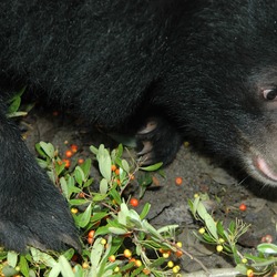 Asiatic Black Bear  asian Formosan Ursus thibetanus