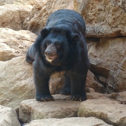 Asiatic Black Bear asian (2)