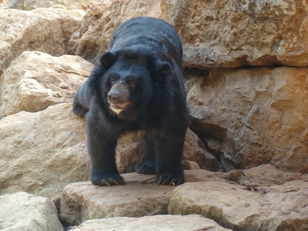 Asiatic Black Bear asian (2)