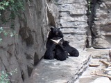 Asiatic Black Bear asian Denver zoo