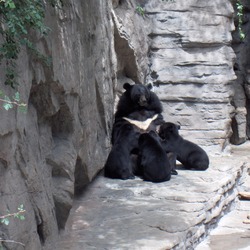 Asiatic Black Bear asian Denver zoo