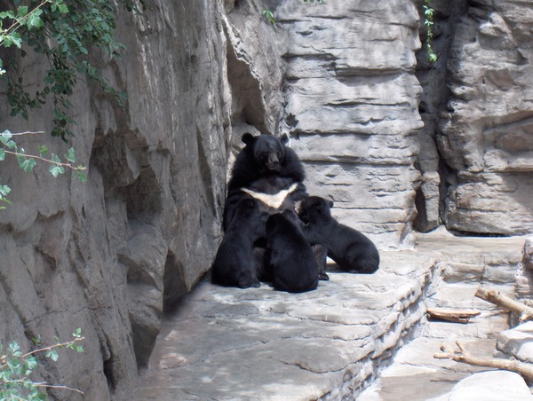 Asiatic Black Bear asian Denver zoo