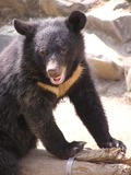 Asiatic Black Bear asian Formosan