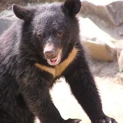 Asiatic Black Bear asian Formosan