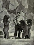 Asiatic Black Bear asian Performing