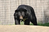 Asian Black Bear Photo Gallery