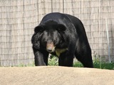 Asiatic Black Bear asian Ursus hibetanus Philadelphia Zoo