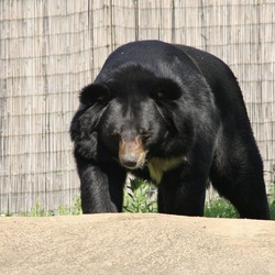 Asiatic Black Bear asian Ursus hibetanus Philadelphia Zoo