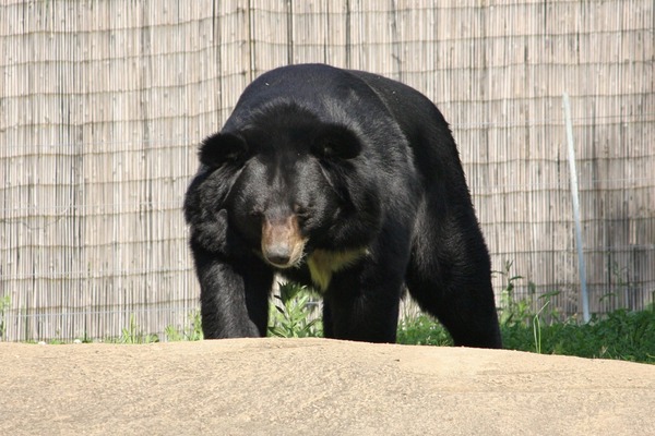 Asiatic Black Bear asian Ursus hibetanus Philadelphia Zoo