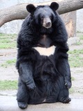 Asiatic Black Bear asian Ursus thibetanus (Wroclaw_zoo)