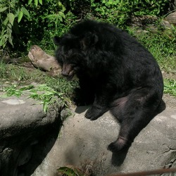 Asiatic Black Bear asian Ursus thibetanus