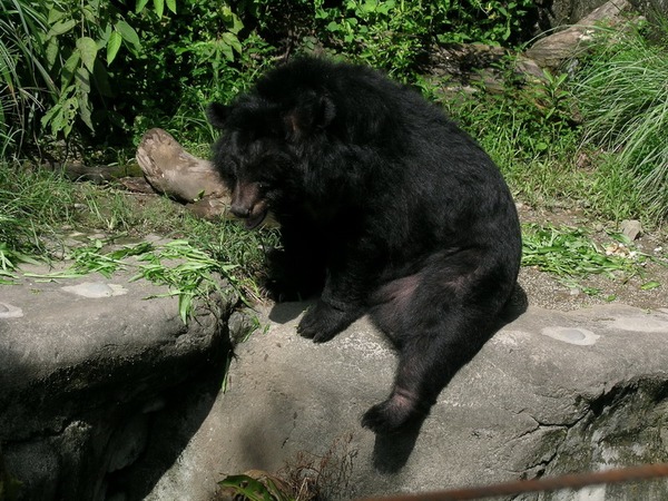 Asiatic Black Bear asian Ursus thibetanus