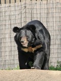 Asiatic Black Bear asian Ursus_thibetanus Philadelphia Zoo