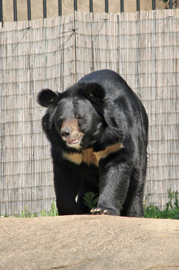 Asiatic Black Bear asian Ursus_thibetanus Philadelphia Zoo