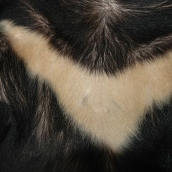 Asiatic Black Bear asian V fur