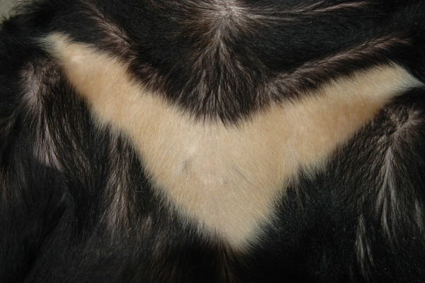 Asiatic Black Bear asian V fur