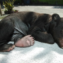 Asiatic Black Bear asian cub baby
