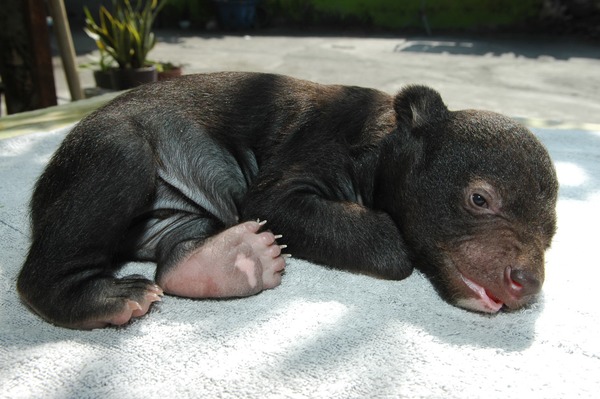 Asiatic Black Bear asian cub baby