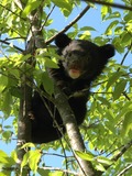 Asiatic Black Bear asian cub tree