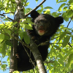 Asiatic Black Bear asian cub tree