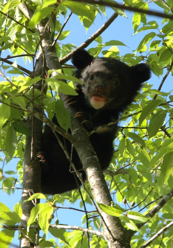 Asiatic Black Bear asian cub tree