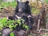 Asian Black Bear Photo Gallery