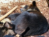 Asiatic Black Bear asian sleeping