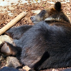 Asiatic Black Bear asian sleeping