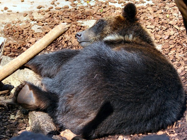 Asiatic Black Bear asian sleeping
