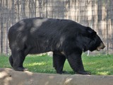 Asiatic Black Bear asianUrsus thibetanus