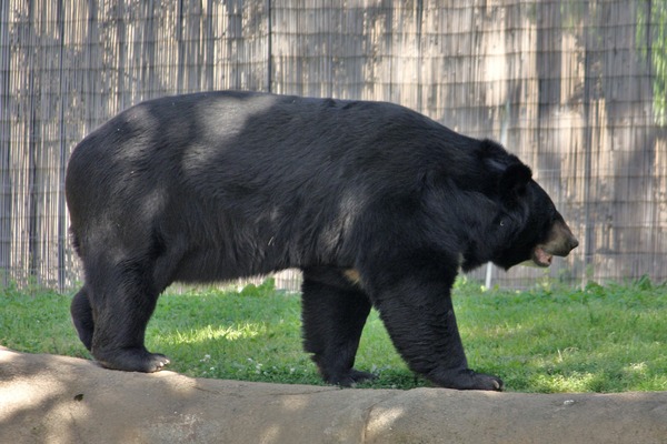 Asiatic Black Bear asianUrsus thibetanus