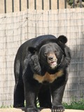 Asiatic Black Bear asianUrsus_thibetanus Zoo