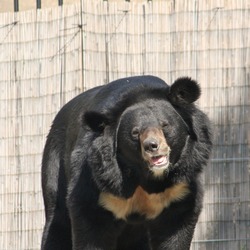 Asiatic Black Bear asianUrsus_thibetanus Zoo