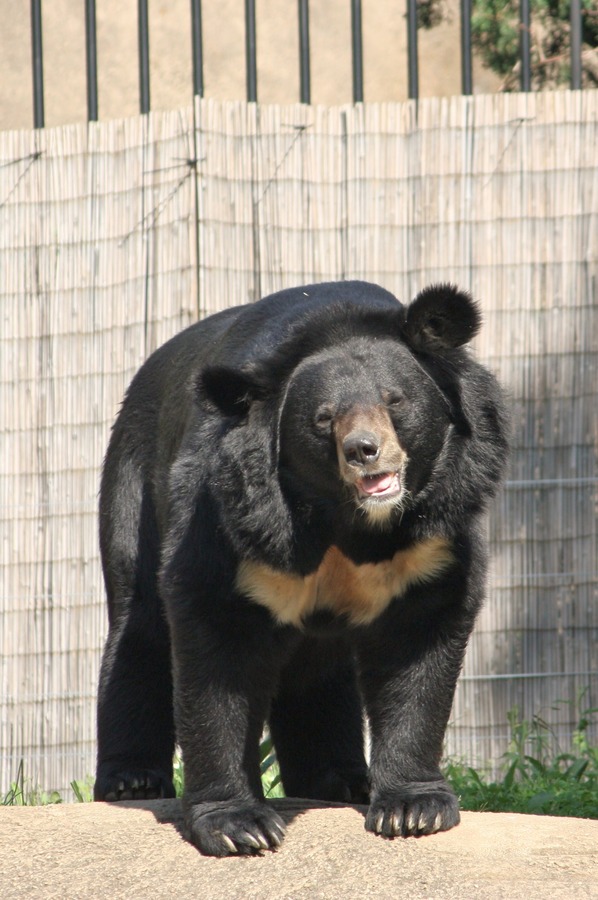 Asiatic Black Bear asianUrsus_thibetanus Zoo