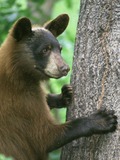 American Black Bear Standing by Tree