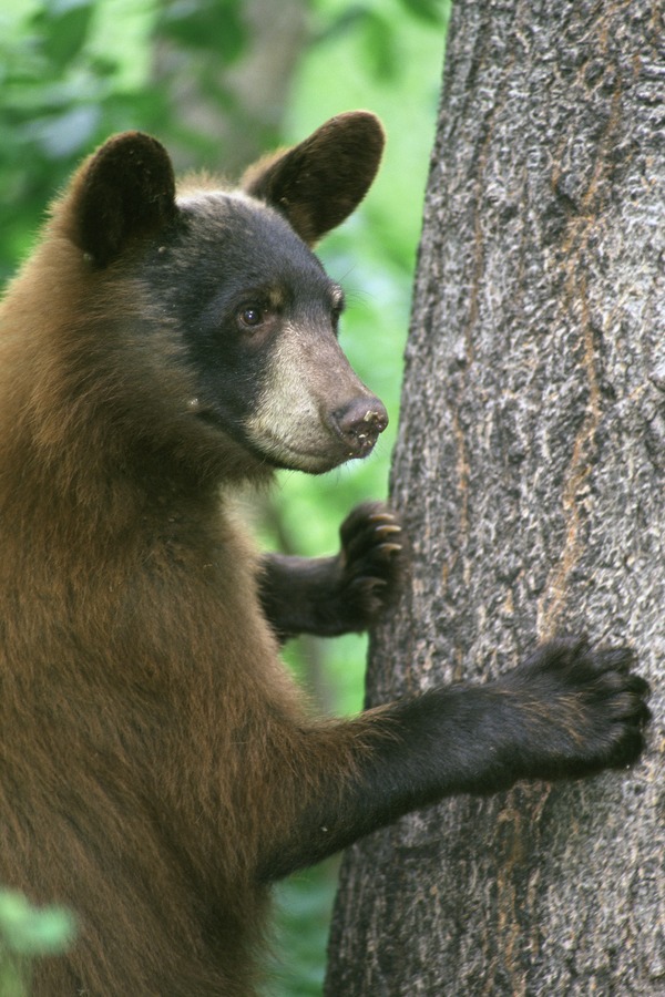 American Black Bear Standing by Tree