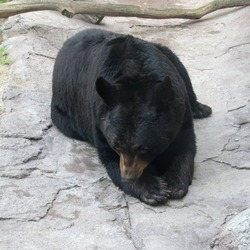 American Black Bear Ursus americanus (2)