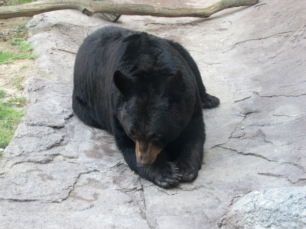 American Black Bear Ursus americanus (2)