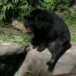 American Black Bear Ursus americanus (3)