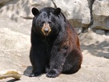 American Black Bear Ursus americanus