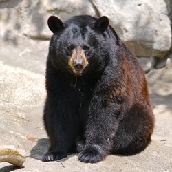 American Black Bear Ursus americanus