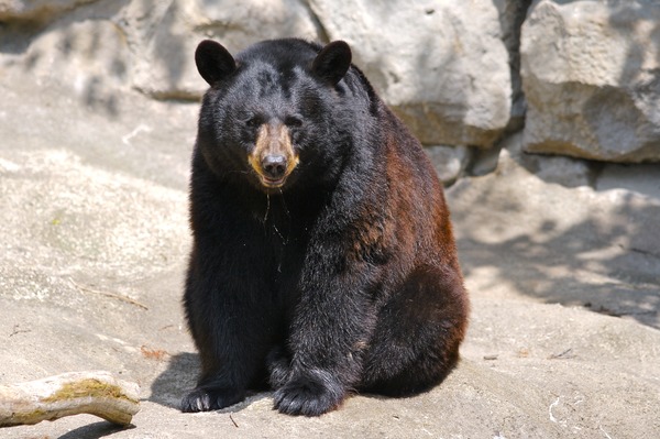 American Black Bear Ursus americanus