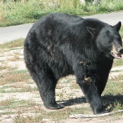 American Black Bear