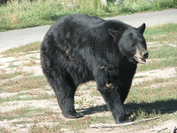 American Black Bear