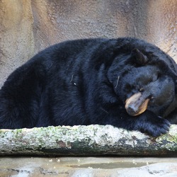 Black Bear American Cincinnati Zoo (2)