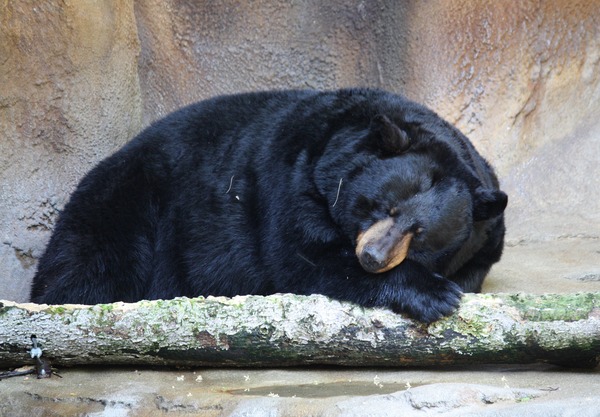 Black Bear American Cincinnati Zoo (2)