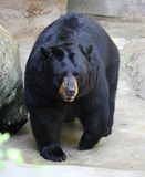 Black Bear Photo Gallery