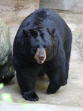 Black Bear American Cincinnati Zoo