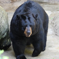 Black Bear American Cincinnati Zoo